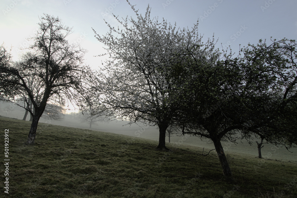 Misty spring meadow with the trees at sunrise