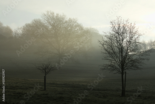 Wallpaper Mural Misty spring meadow with the trees at sunrise Torontodigital.ca