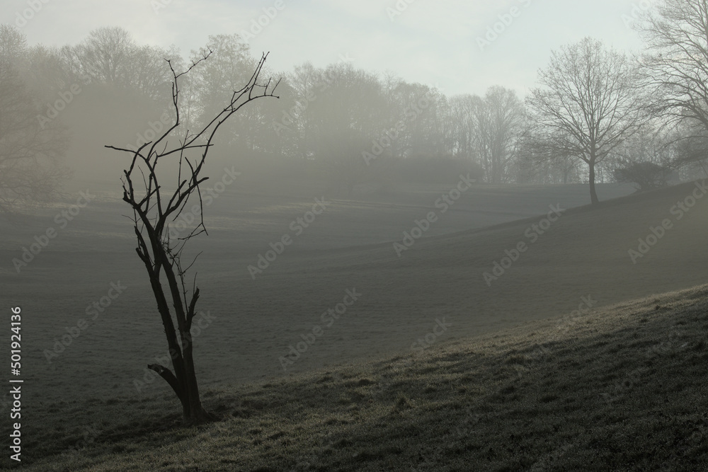 Misty spring meadow with the trees at sunrise Misty spring meadow with the trees at sunrise