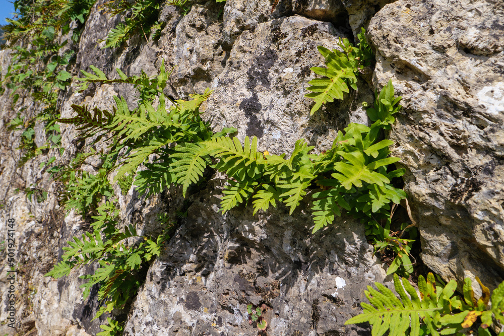 Ein Farn wächst aus den Ritzen einer Trockenmauer. Gesehen auf dem Fernwanderweg GR 221 der Ruta de Pedra en Sec im Tramuntana Gebirge auf Mallorca.