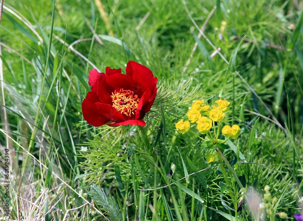 Red peony flowers (Paeonia tenuifolia) in a meadow in spring Red peony flowers (Paeonia tenuifolia) in a meadow in spring