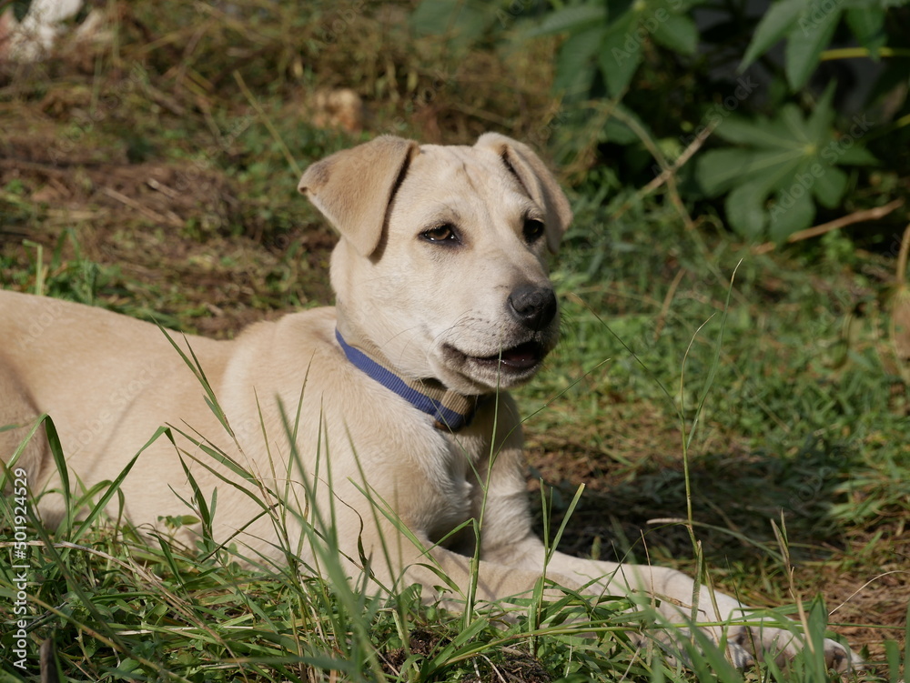 A small puppy is playing in a clearing on a sunny spring day. Homeless animals frolic on the street among the green grass. A small puppy is playing in a clearing on a sunny spring day. Homeless animals frolic on the street among the green grass.