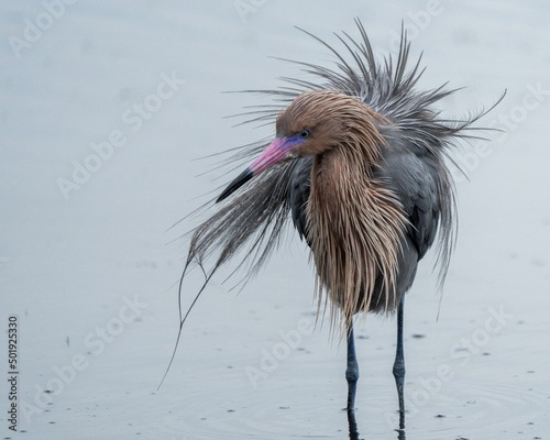 Reddish Egret photo