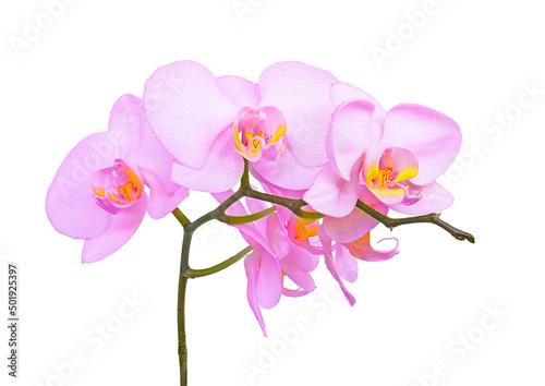 Fototapeta Naklejka Na Ścianę i Meble -  Pink blooming orchid flower