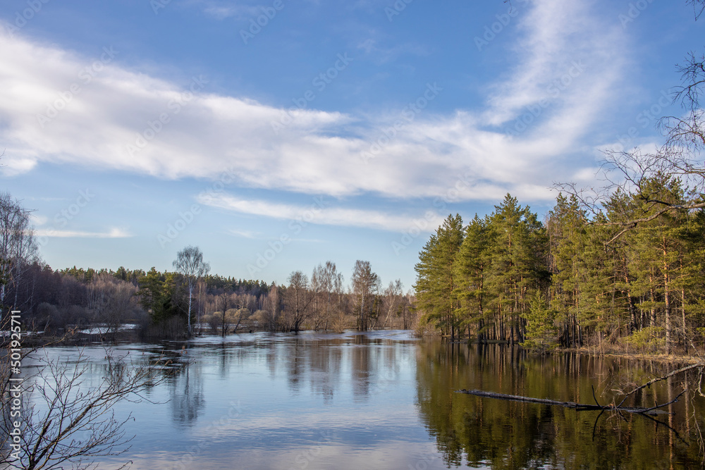 High water in early spring. The sun illuminates the pines by the river. Landscape with a river and trees in the background. The sky is reflected in the river.