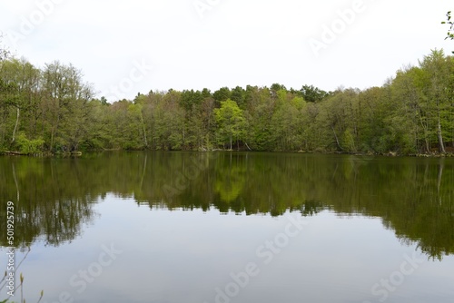 Fototapeta Naklejka Na Ścianę i Meble -  forest lake against the backdrop of forest and sky