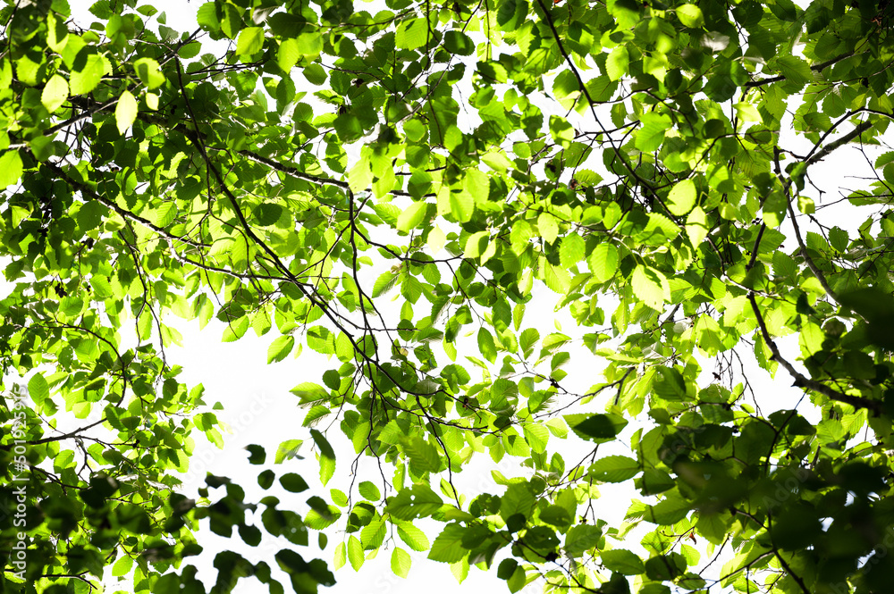Forest canopy with leaves illuminated by sun. Forest canopy with leaves illuminated by sun.