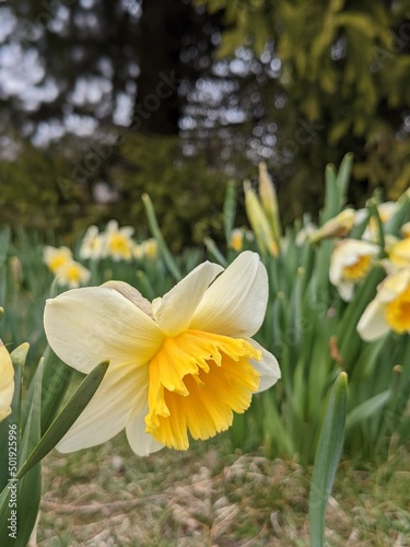 white and yellow daffodils in the open fields