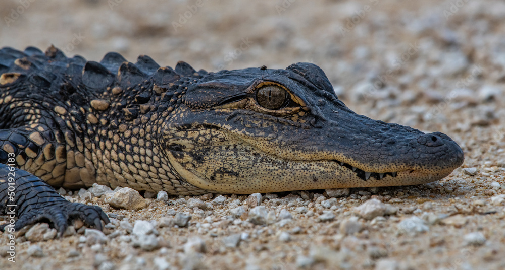 american alligator in the everglades american alligator in the everglades