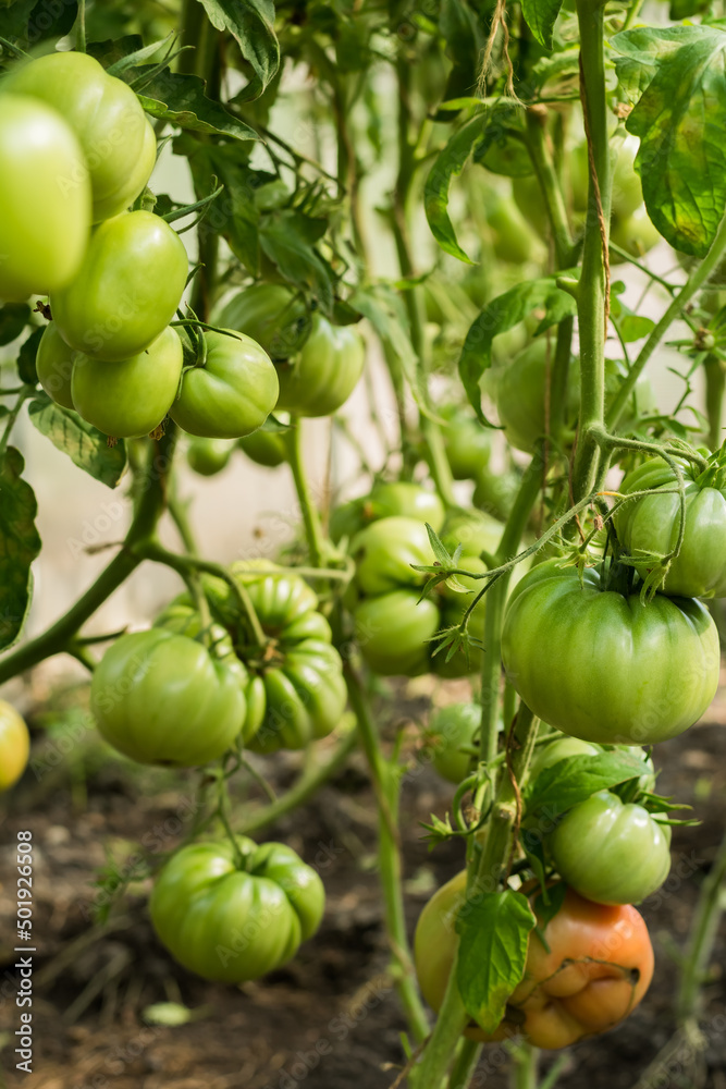Tomato plants with green fresh organic tomatoes growing. Greenhouse and healthy food concept Tomato plants with green fresh organic tomatoes growing. Greenhouse and healthy food concept