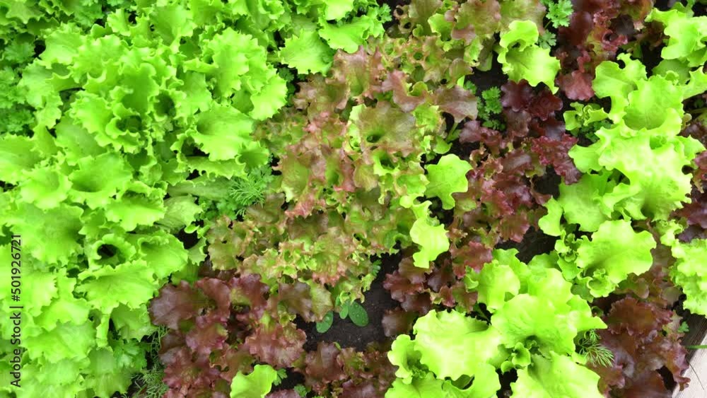 View from above. Movement around the salad. Close-up of fresh green and red lettuce leaves. Outdoor growth. High quality 4k footage View from above. Movement around the salad. Close-up of fresh green and red lettuce leaves. Outdoor growth. High quality 4k footage