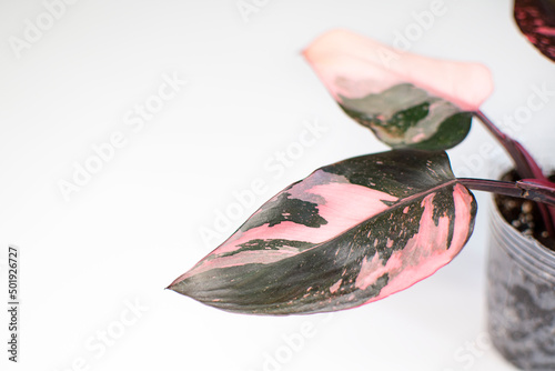 Beautiful bright pink and black leaf of Philodendron Pink Princess, a popular houseplant