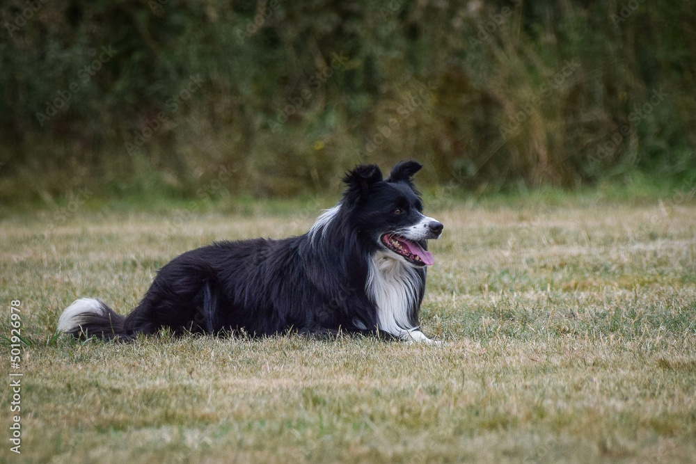 Fototapeta premium Dog is lying on the field. Amazing day on czech agility privat training