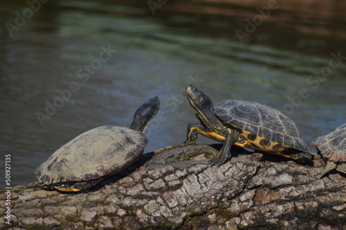 due tartarughe su un ramo