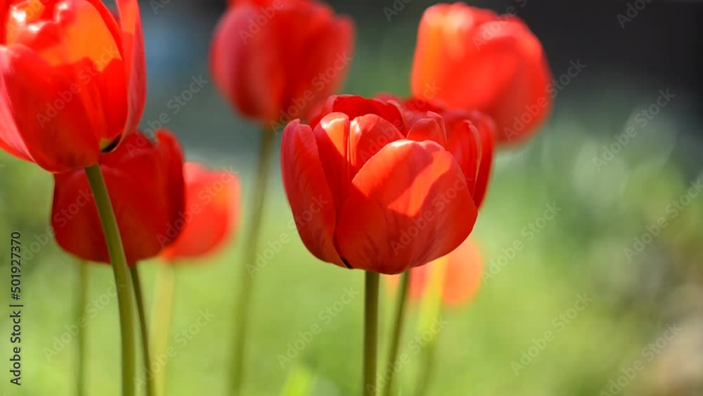 Tulips in the wind in Sunny summer weather. Flowers in the wild. Flora Tulips in the wind in Sunny summer weather. Flowers in the wild. Flora