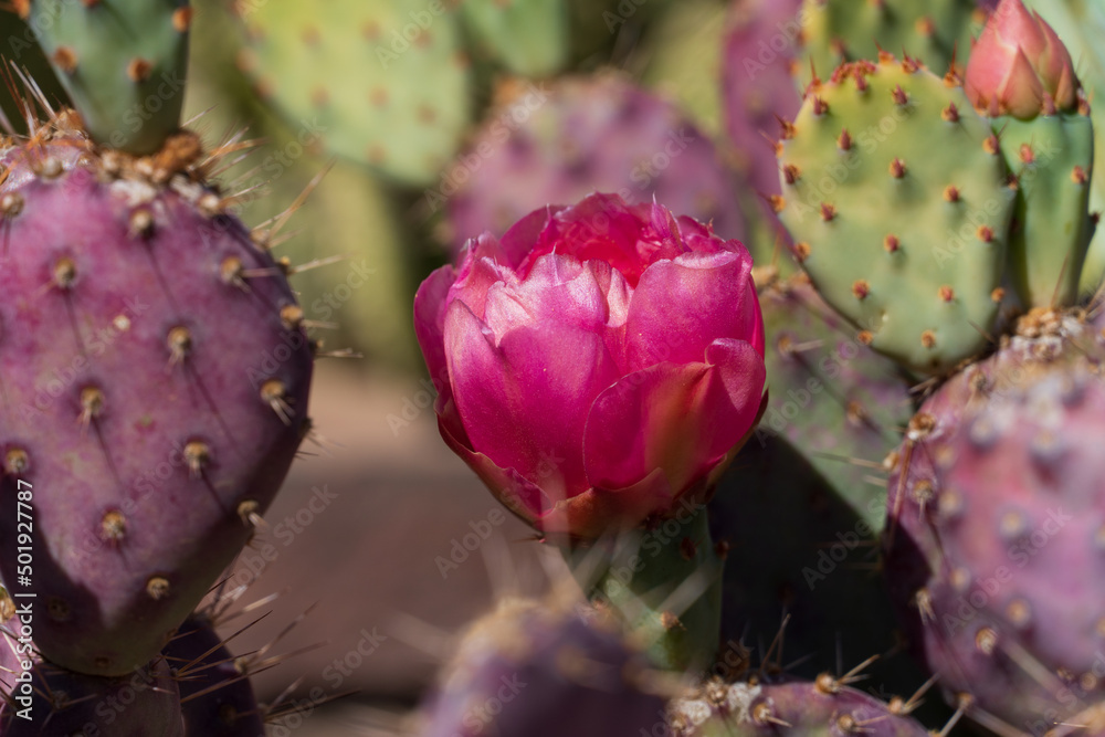 Prickly pear cactus blooming flowers in the spring southwest sonoran deserts of Phoenix, Arizona.