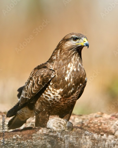 Common Buzzard portrait in the forest at daylight