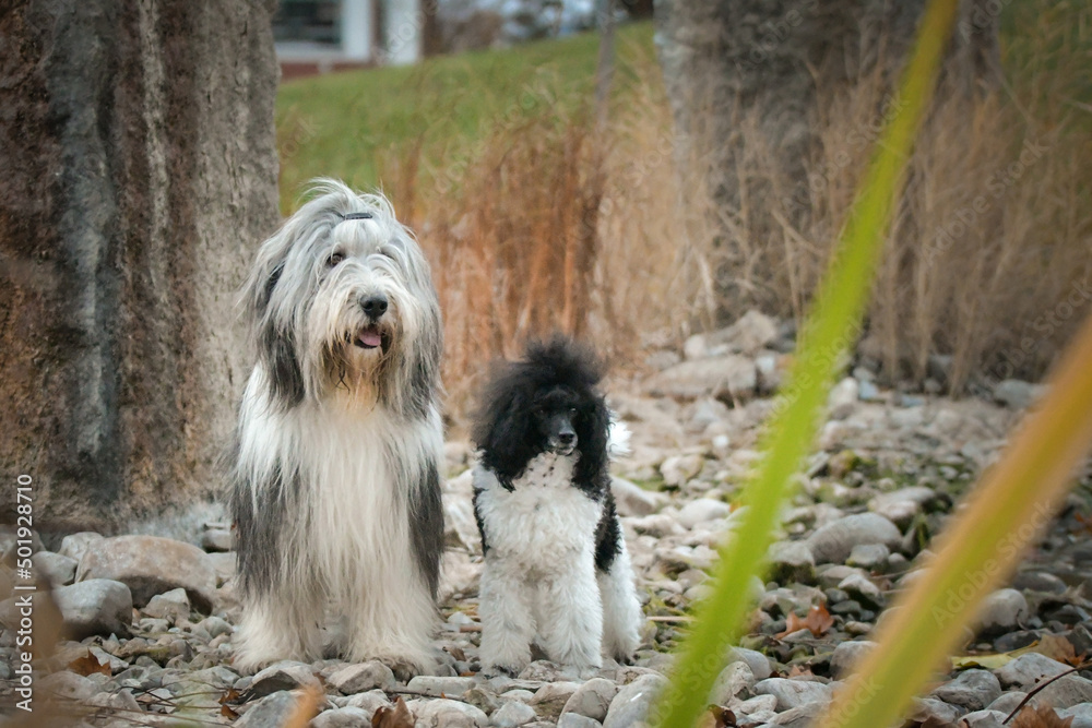 Bearded collie and poodle are sitting in the reed. They are in nature. Autumn photo. Bearded collie and poodle are sitting in the reed. They are in nature. Autumn photo.