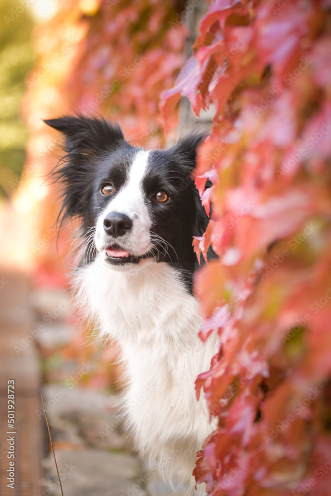 Fototapeta premium Border collie is sitting in autumn nature. She is so cute dog.