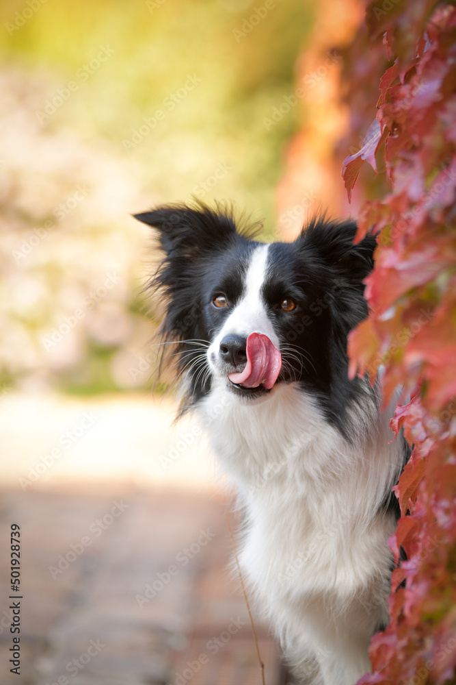 Border collie is sitting in autumn nature. She is so cute dog. Border collie is sitting in autumn nature. She is so cute dog.