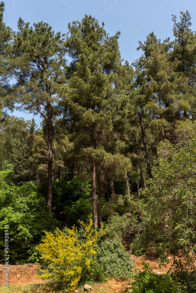 The beautiful tall pine trees at Parod or Farod Falls in northern Israel is a beautiful place to hike in the Winter and Spring.
The beautiful tall pine trees at Parod or Farod Falls in northern Israel is a beautiful place to hike in the Winter and Spring.