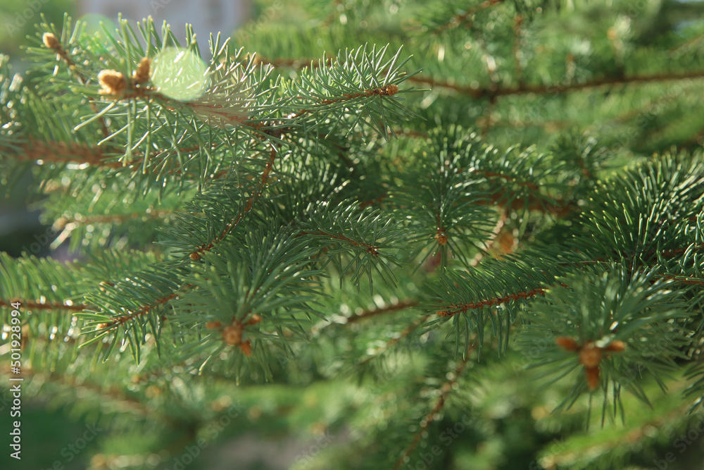 Blue spruce branch. Beautiful branch of spruce with needles. Christmas tree in nature. Green spruce. Spruce close up. Blue spruce branch. Beautiful branch of spruce with needles. Christmas tree in nature. Green spruce. Spruce close up.