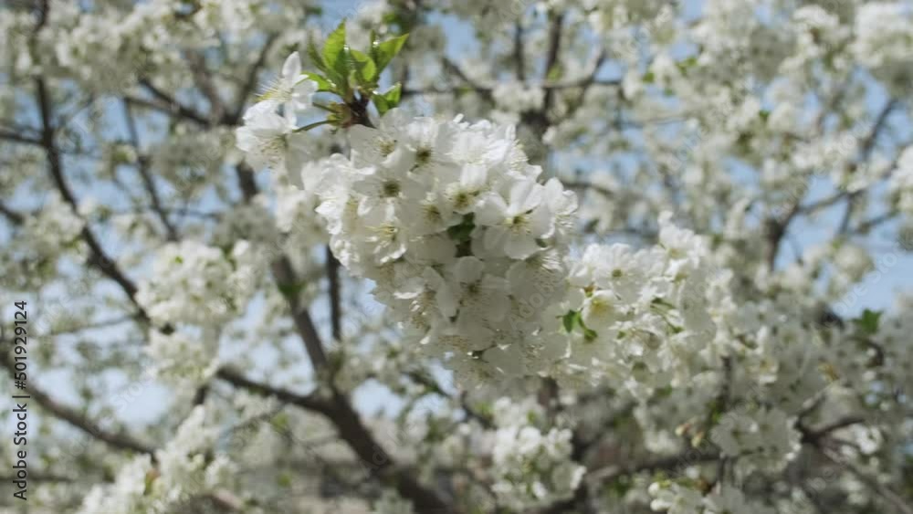 Cherry blossom in the garden. Beauty Of Fresh Blossoms Petals Cherry blossom in the garden. Beauty Of Fresh Blossoms Petals