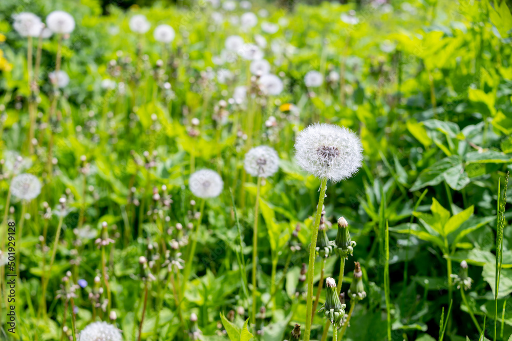 White dandelion flowers in green grass. Fluffy dandelions in the green meadow grass on a sunny morning. Dandelion in the grass. Spring mood. Selective focus.