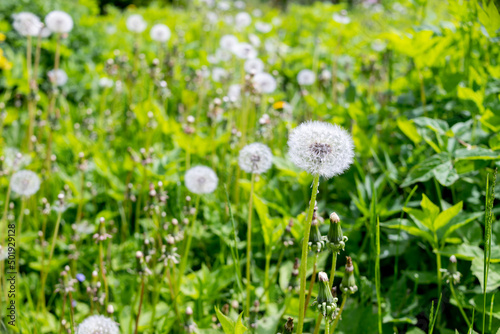 White dandelion flowers in green grass. Fluffy dandelions in the green meadow grass on a sunny morning. Dandelion in the grass. Spring mood. Selective focus.