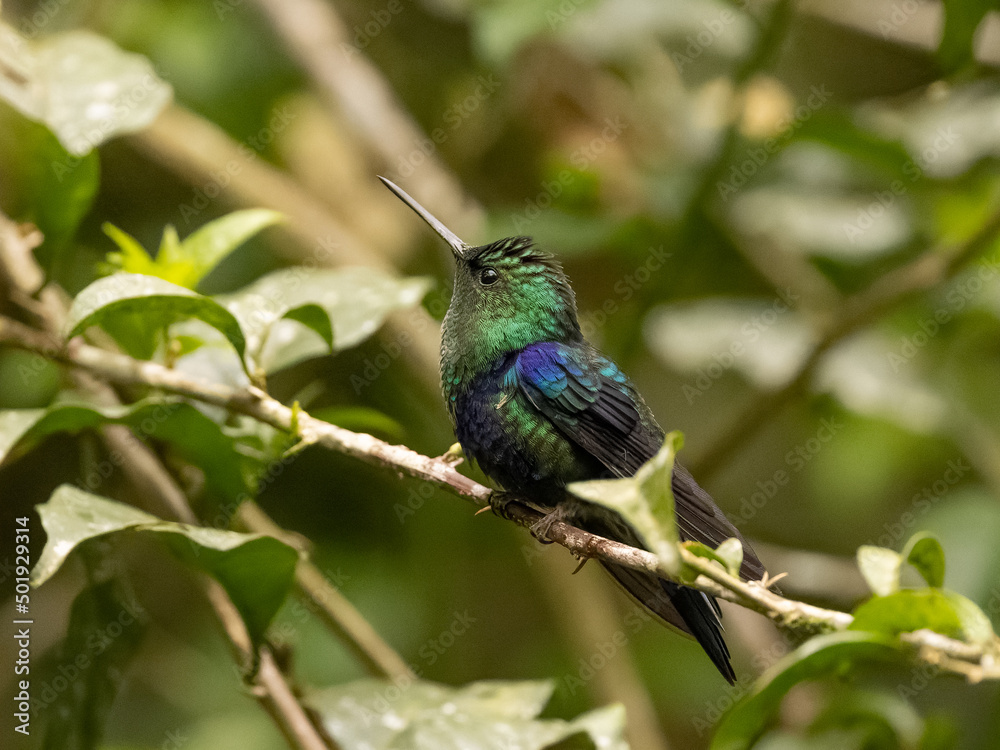 Fototapeta premium Crowned Woodnymph Hummingbird in Ecuador