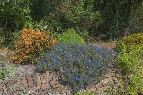 Lithodora diffusa and berberis