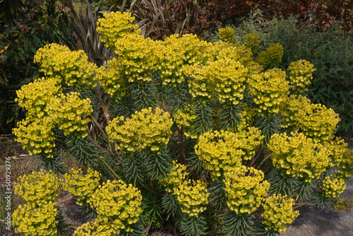 Euphorbia characias subsp wulfenii photo