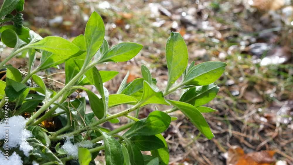 The first snow on the still green plants. Autumn season. close-up. The first snow on the still green plants. Autumn season. close-up.