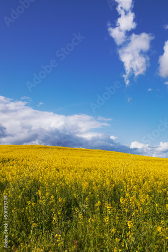 Canola fields in bloom, with deep blue skies. High quality photo