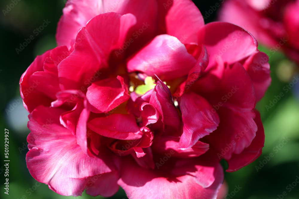 Blooming flowers in spring Blooming flowers in spring