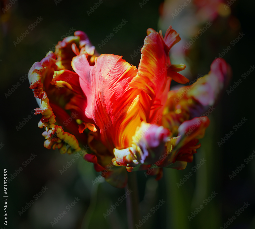Fototapeta premium Beautiful spring tulips