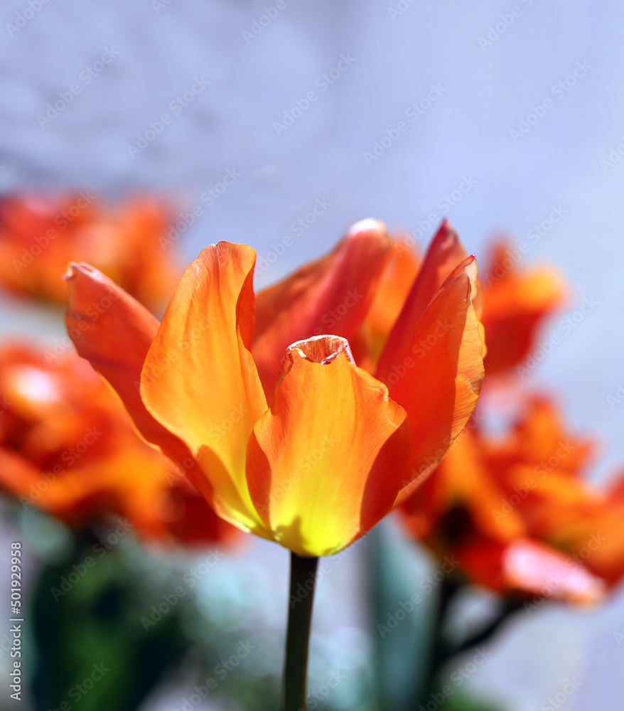 Beautiful spring tulips