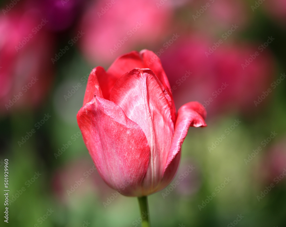 Beautiful spring tulips