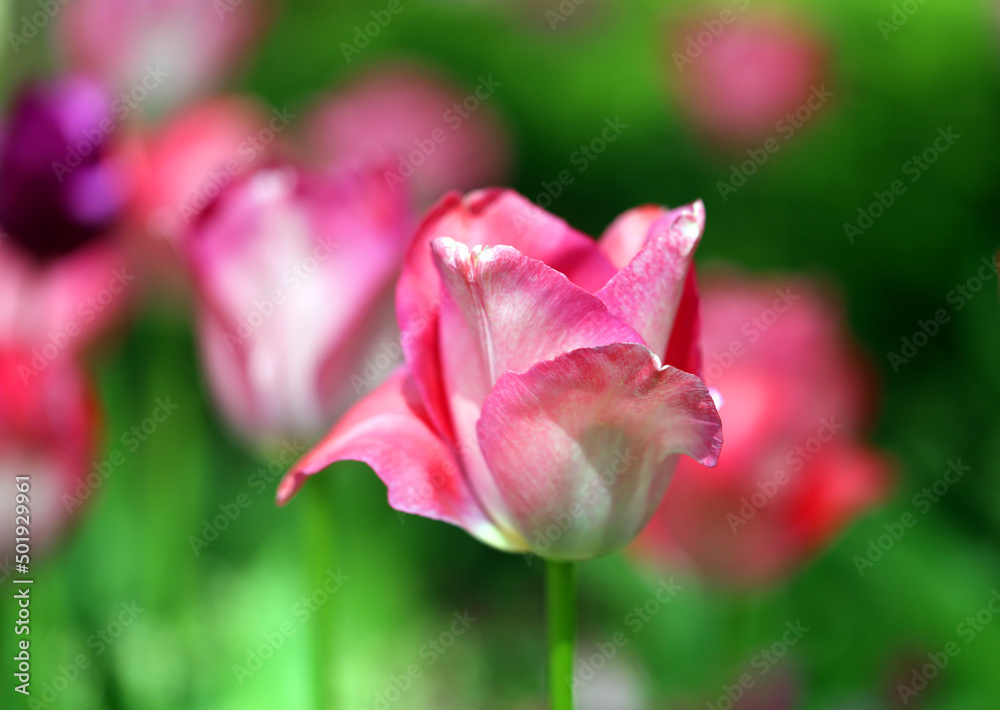 Beautiful spring tulips