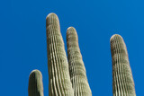 Saguaro cactus in the springtime in the southwest sonoran deserts of Phoenix, Arizona.