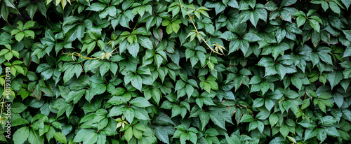 Fotografia, Obraz Decorative background of wild green grapes leaves