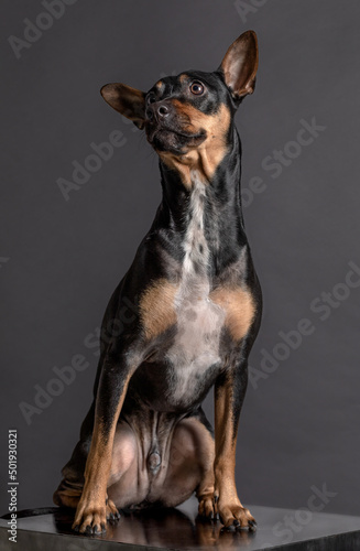 Fotografía de estudio de un precioso perro de raza Pincher  © marcosrivero