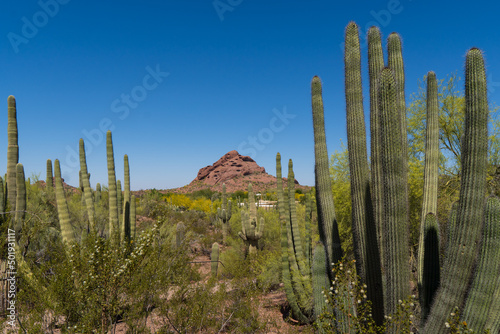 Saguaro cactus in the springtime in the southwest sonoran deserts of Phoenix, Arizona.