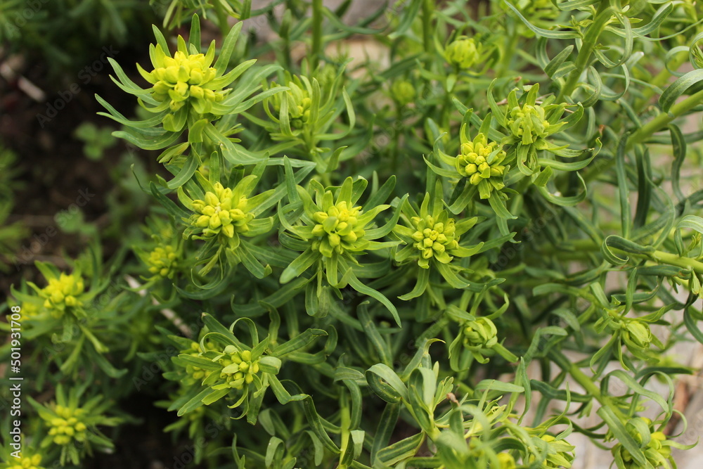 yellow flowers in the garden, green flowers in the garden yellow flowers in the garden, green flowers in the garden