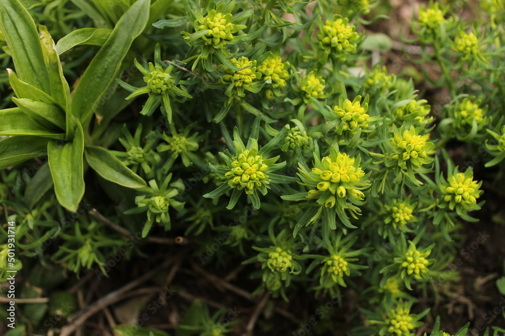 Beautiful green flowers. Close up of a yellow plant. Green plants background. Beautiful green flowers. Close up of a yellow plant. Green plants background.