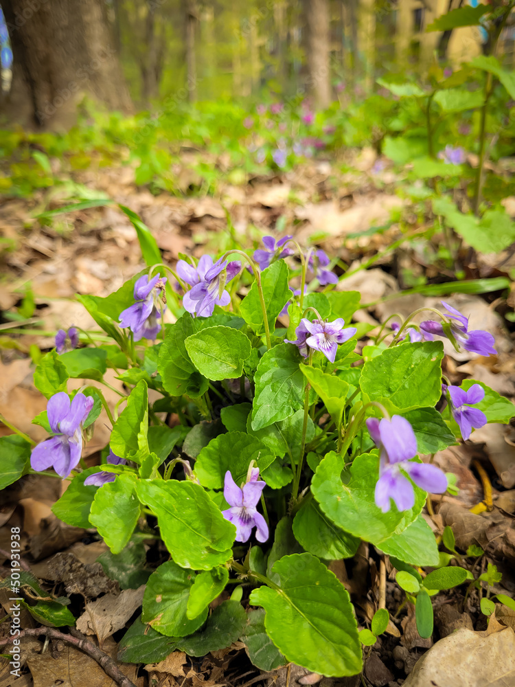 Violets grow in the park. Spring flowers on the ground. Spring time. Violets grow in the park. Spring flowers on the ground. Spring time.