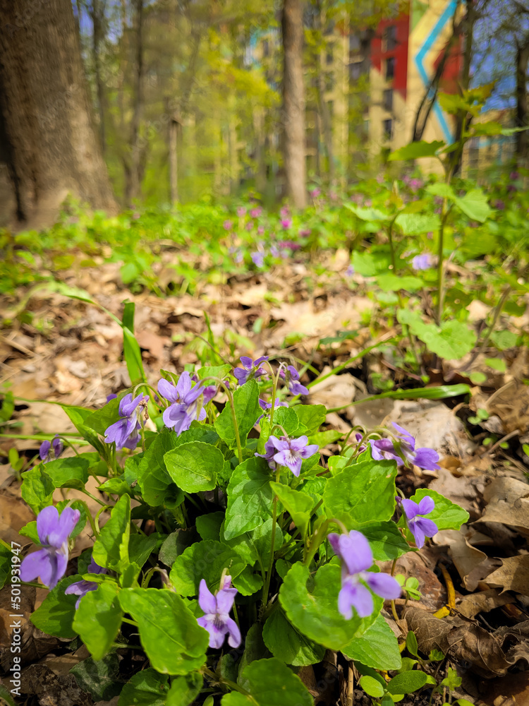 Violets grow in the park. Spring flowers on the ground. Spring time. Violets grow in the park. Spring flowers on the ground. Spring time.
