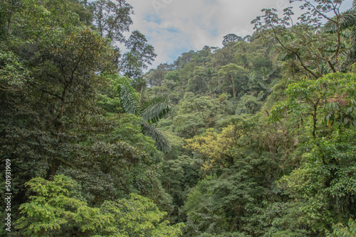 Green vegetation in the rainy season in Costa Rica. © Racoonbtc