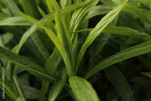 Green grass close-up. Leaves of a plant.