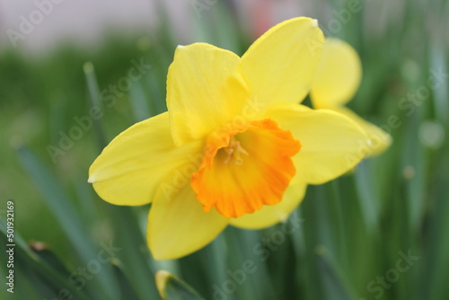 Beautiful yellow daffodil flower close up. © Tatsiana